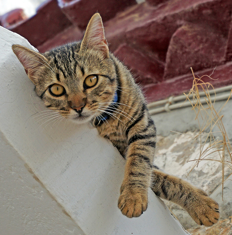 Katze auf einem Vordach