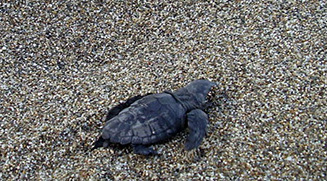 Meeresschildkröten in Griechenland