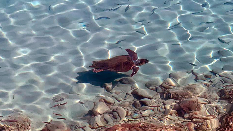 Schildkröte im Meer vor Limeni (Peloponnes)