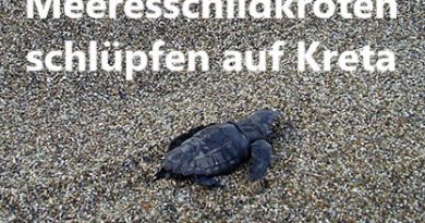 Meeresschildkröten schlüpfen auf Kreta