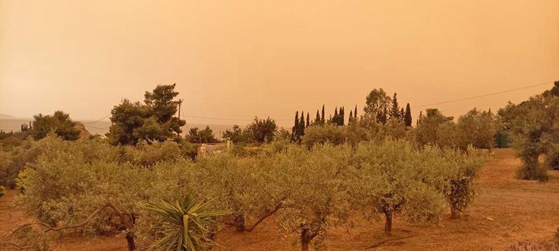 Saharastaub im Himmel über einem Olivenhain