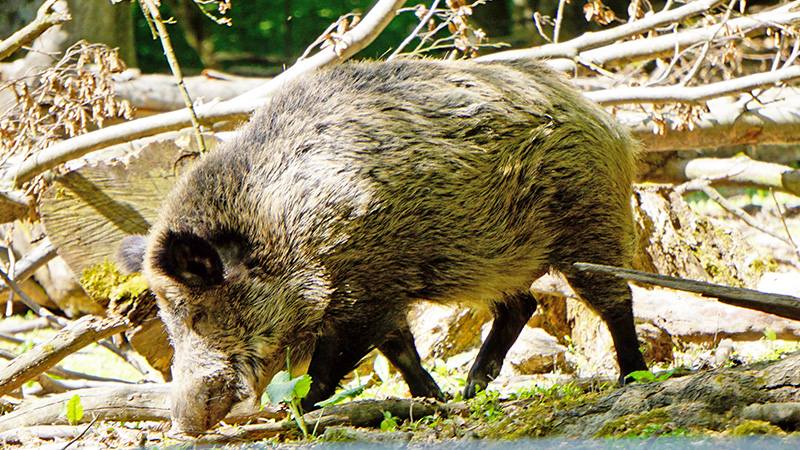 Wildschwein Wildschwein (αγριόχοιρος / αγριογούρουνο / αγελογούρουνο)