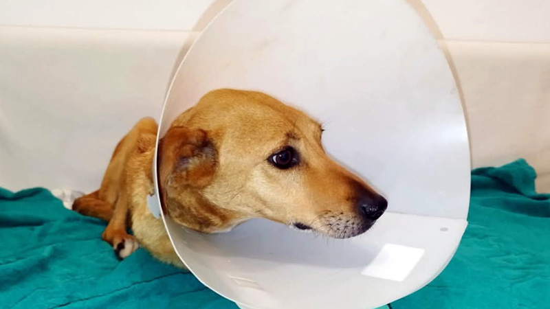 Der Hund nach der rettenden Operation