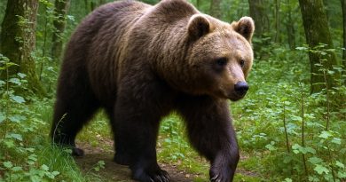 Ein Bär streift durch die Wälder bei Kastoria