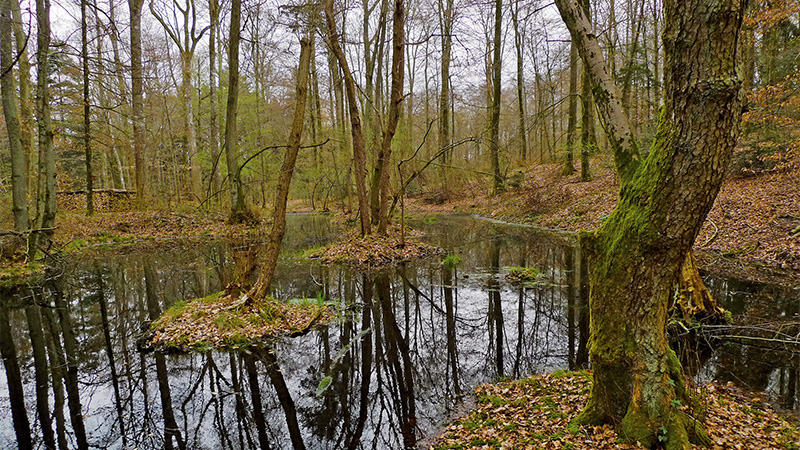 Fundstelle Bärenfels Fundstelle Bärenfels