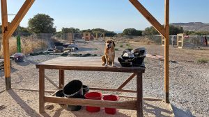 Dafür brauchen die Tierfreunde Lesvos Deine Hilfe