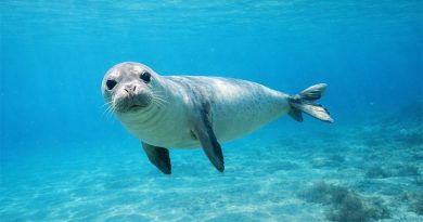 Mittelmeer Mönchsrobbe