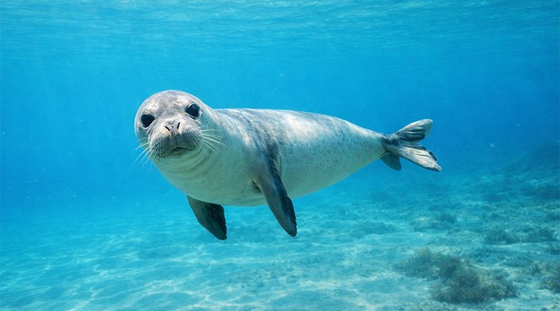 Mittelmeer Mönchsrobbe