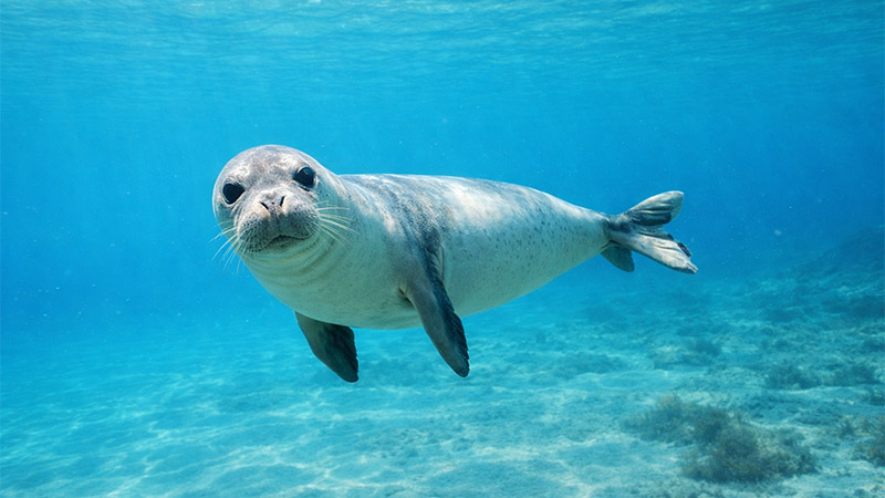 Mittelmeer Mönchsrobbe Mittelmeer Mönchsrobbe