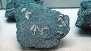 Fossil von Olivenblättern