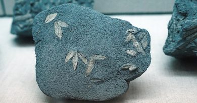 Fossil von Olivenblättern