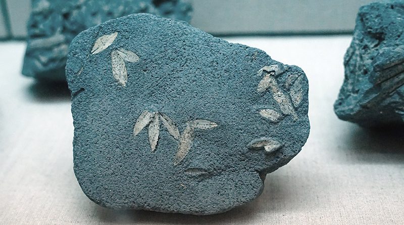 Fossil von Olivenblättern