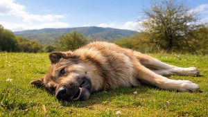 vergifteter Hund (Beispielbild)