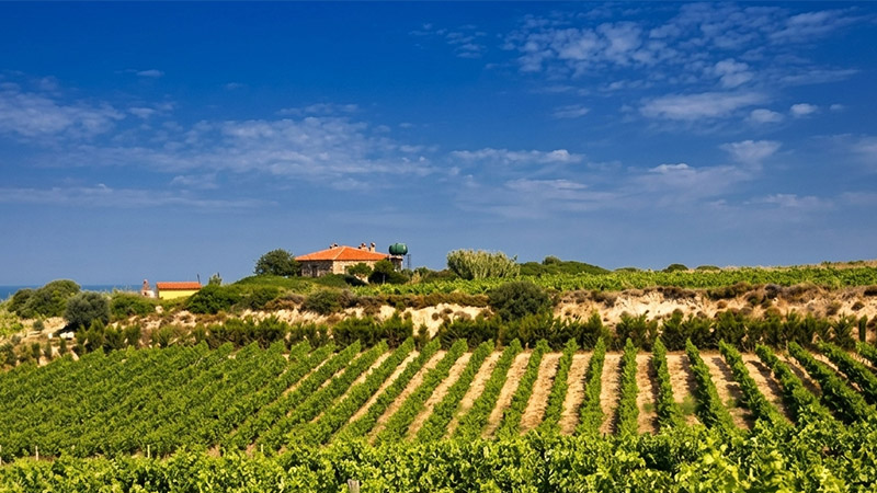Weinanbau auf der Insel