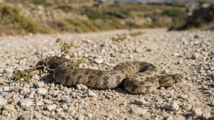 Kykladenviper auf Schotter