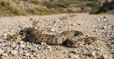 Kykladenviper auf Schotter