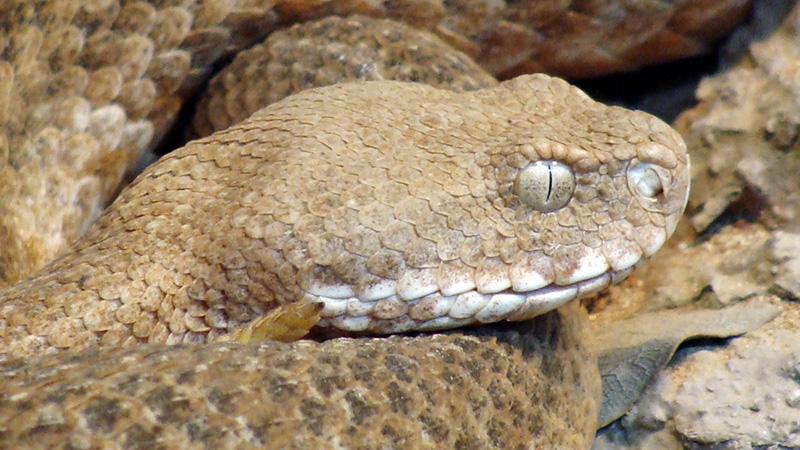 Kykladenviper