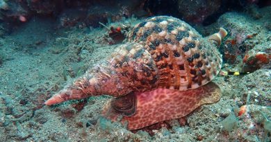 Tritonshorn