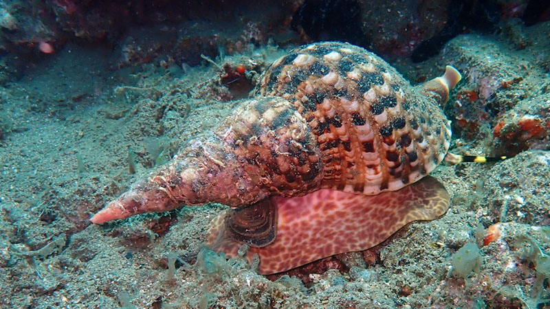 Tritonshorn
