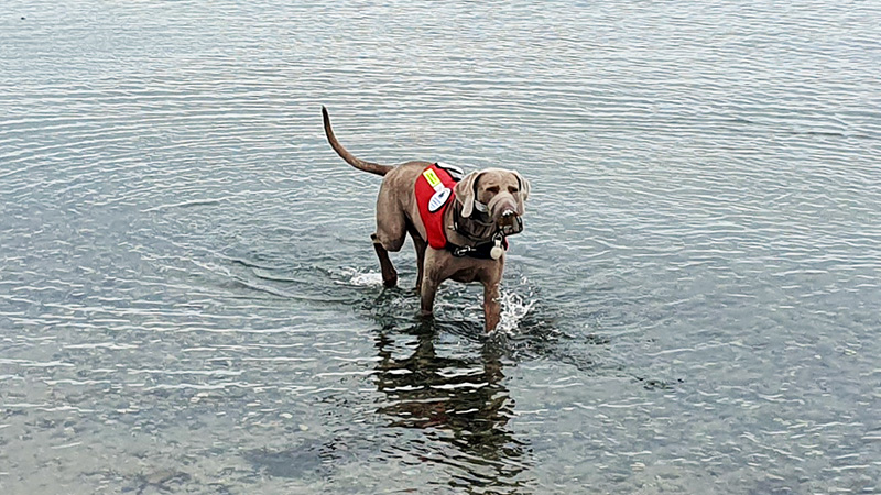 gekennzeichneter Assistenzhund frei im Meer gekennzeichneter Assistenzhund frei im Meer