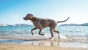 Hund hat Spaß