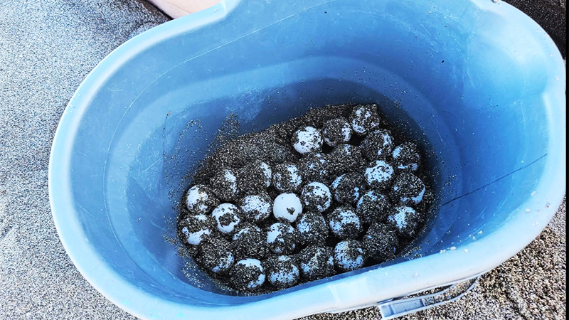 Eier im Eimer: bereit zum Umzug in ein sicheres Nest