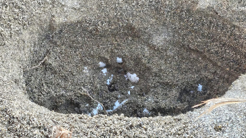 Schildkröteneier in ihrem Nest