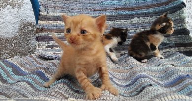 Katzenbabys in Karterados (2014)