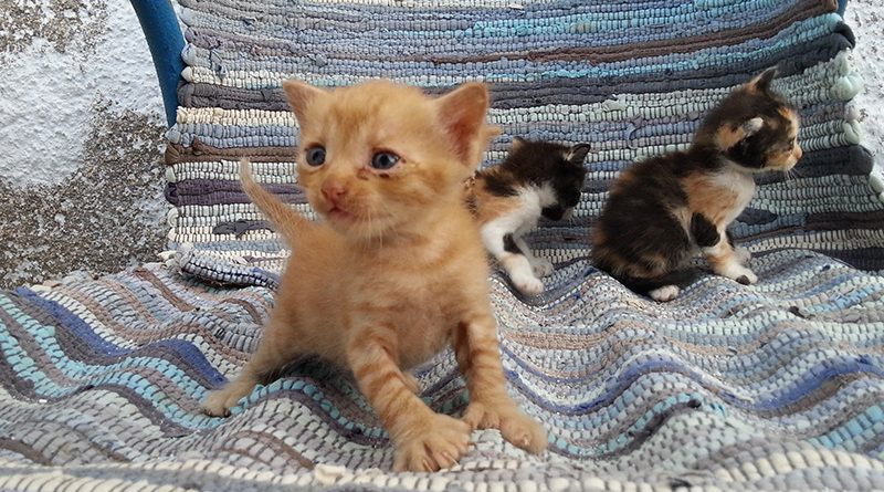 Katzenbabys in Karterados (2014)