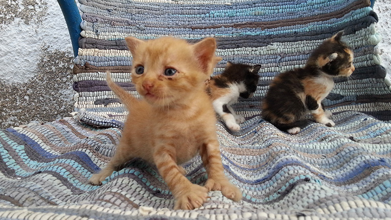 Katzenbabys in Karterados (2014) Katzenbabys in Karterados (2014)