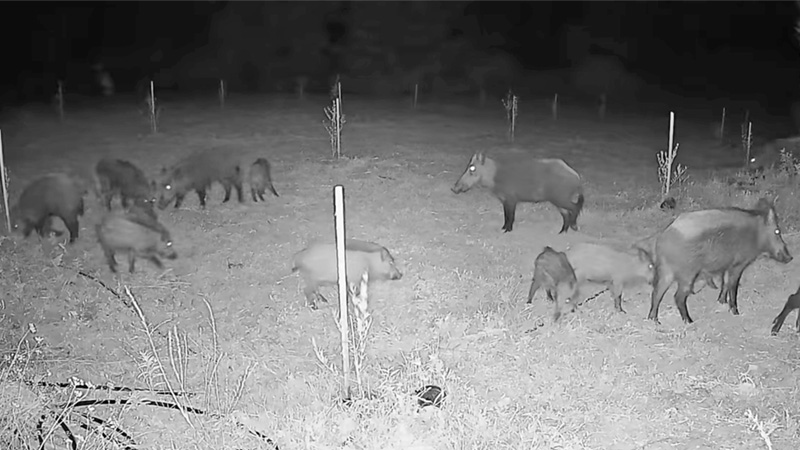 Wildschweine bei Platanos