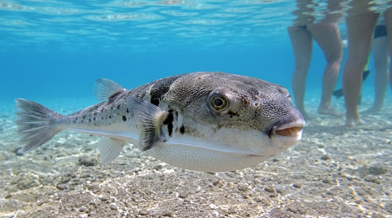 Der Hasenkopf Kugelfisch kann badenden Menschen nahe kommen