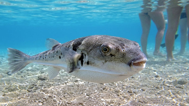 Der Hasenkopf Kugelfisch kann badenden Menschen nahe kommen Der Hasenkopf Kugelfisch kann badenden Menschen nahe kommen